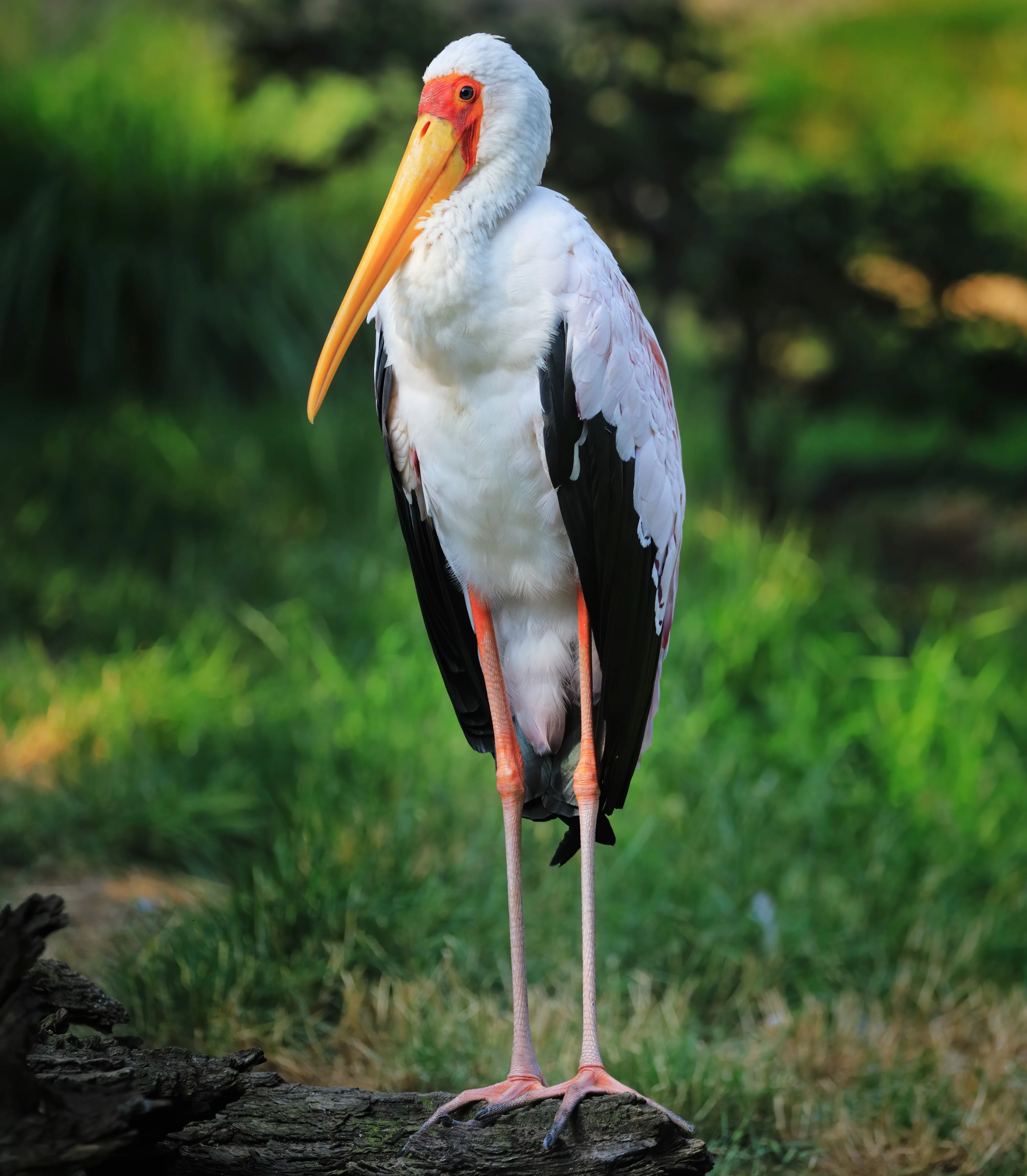 Yellow Billed Stork shutterstock 1791704411