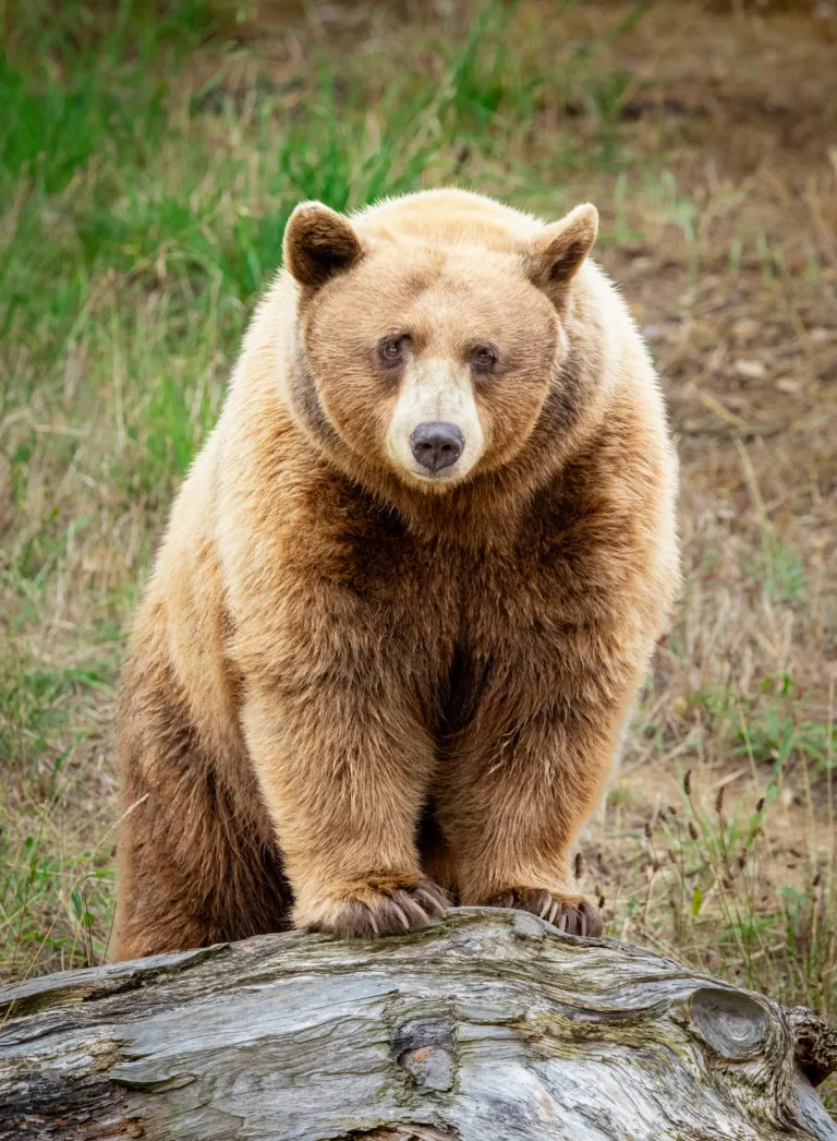 black bearDarrell Lavin 2