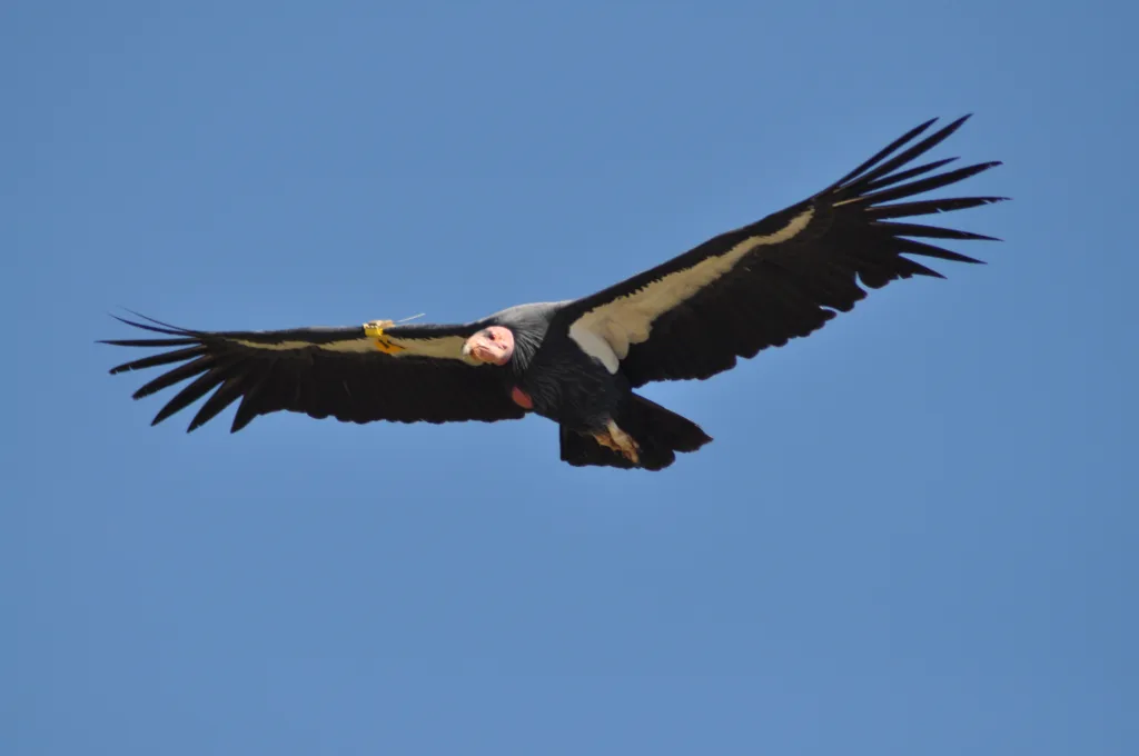 condor nancy