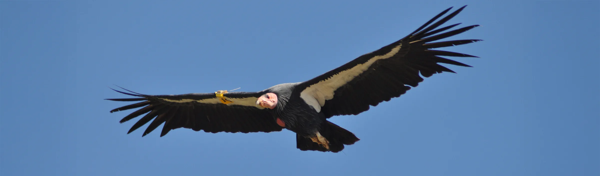 condor nancy extended copy 1