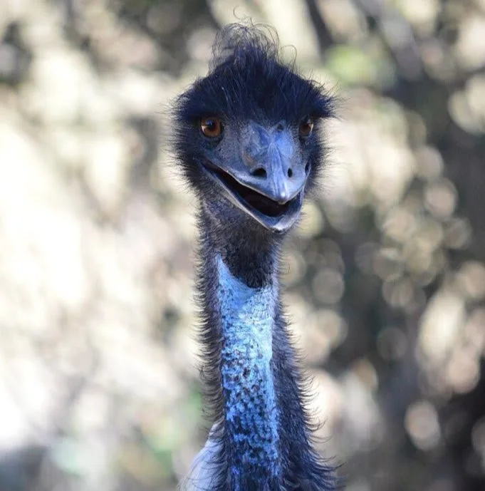 emu Henrietta Ashley X copy 1