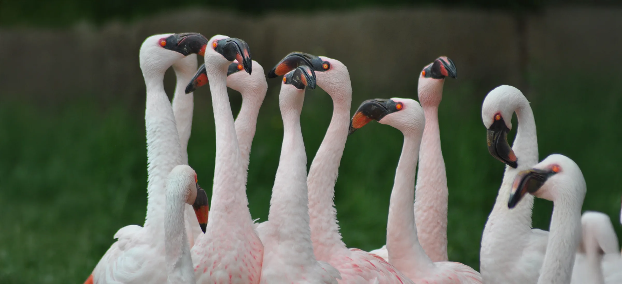 flamingos Reuben extended copy