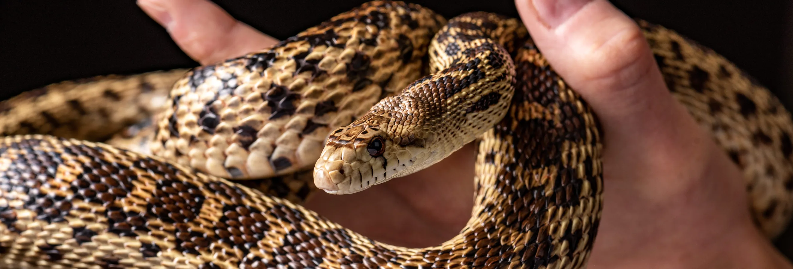 header image 1