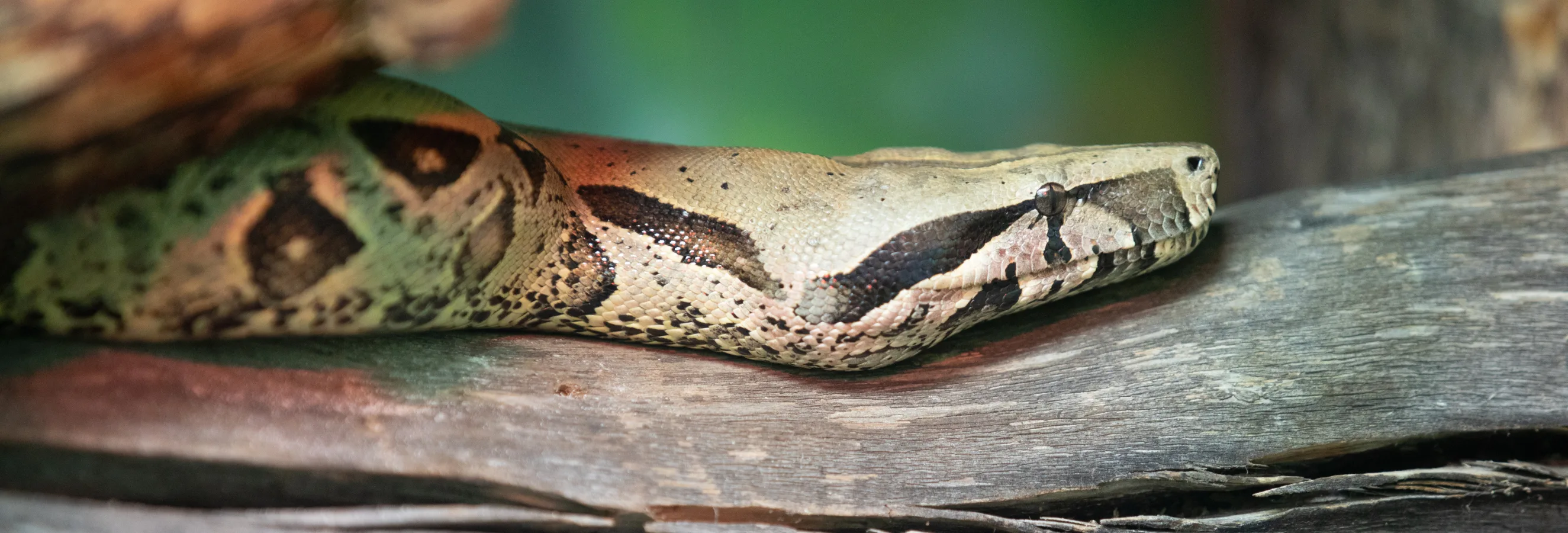 header image 10