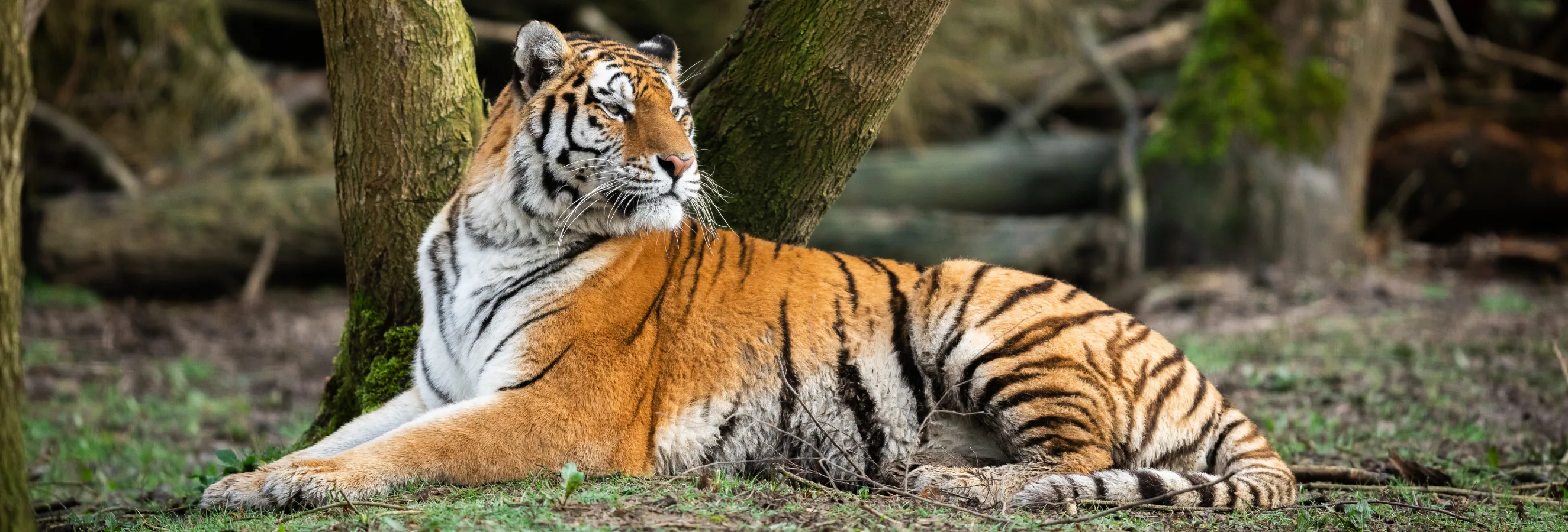 header image 16
