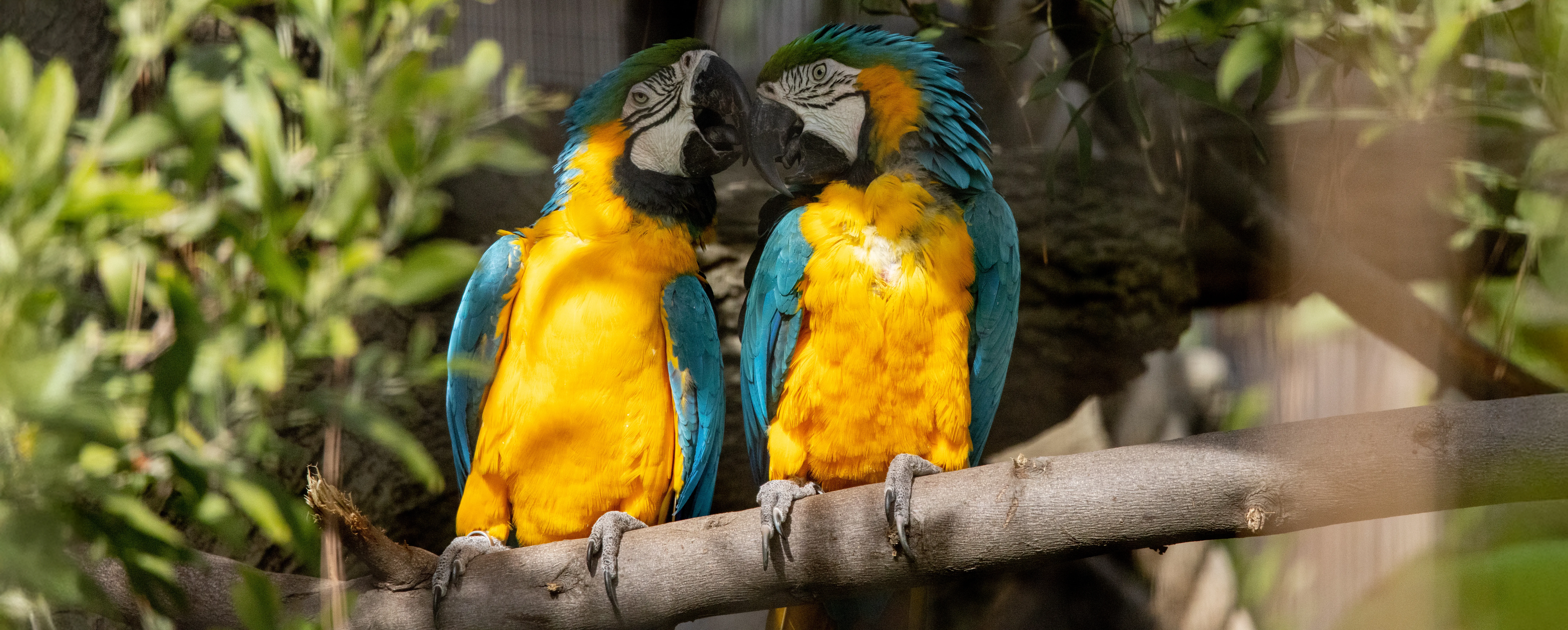 lovey macaws Steve Goodall extended copy