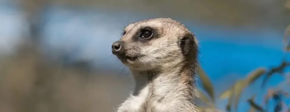 meerkat