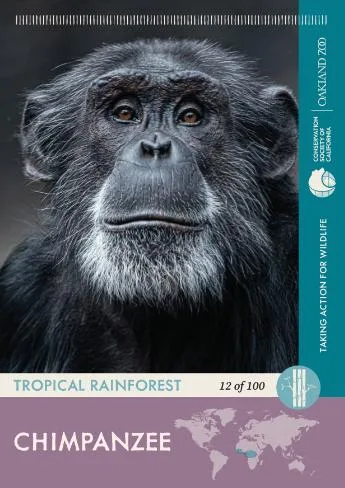 12 of 100 Chimpanzee