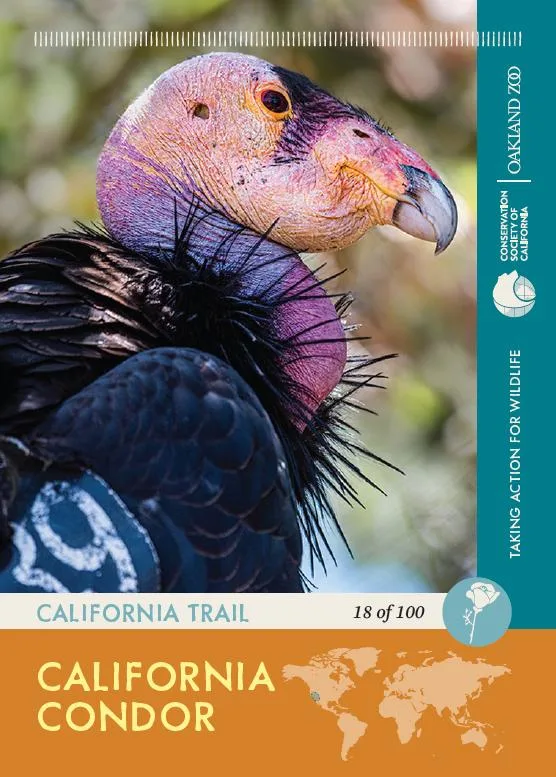 18 of 100 Condor