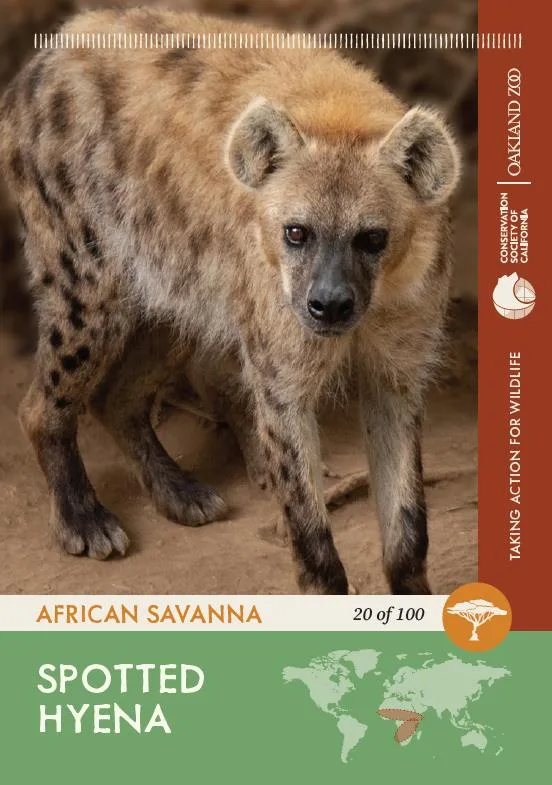 20 of 100 Hyena