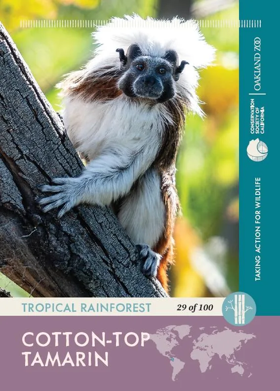 29 of 100 Tamarin