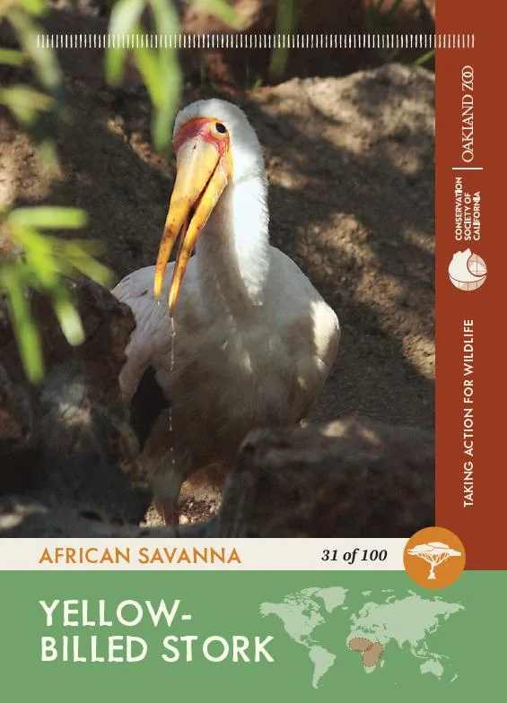 31 of 100 Yellow Billed Stork