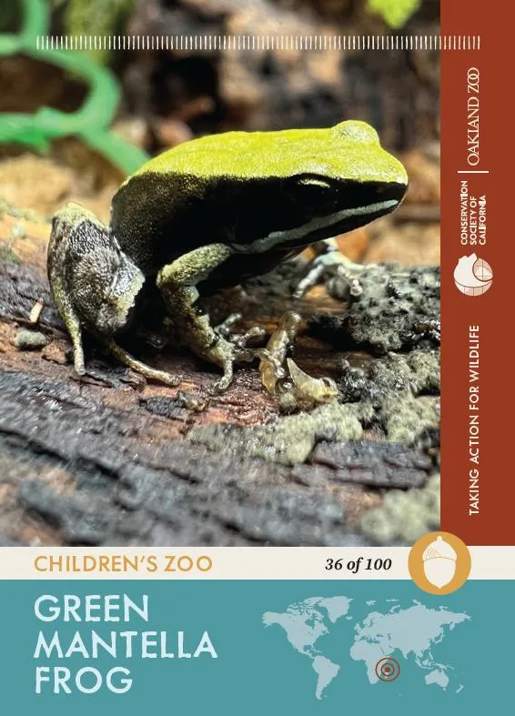 36 of 100 Green Mantella