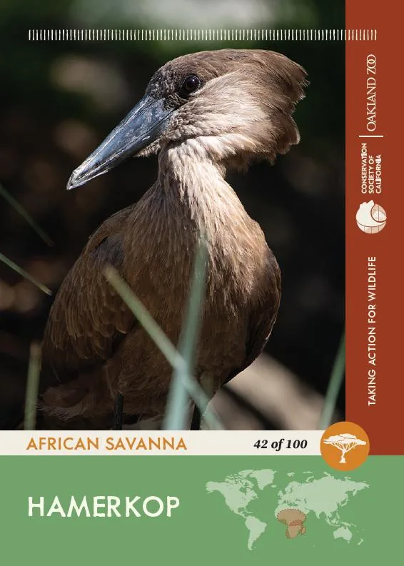 42 of 100 Hamerkop