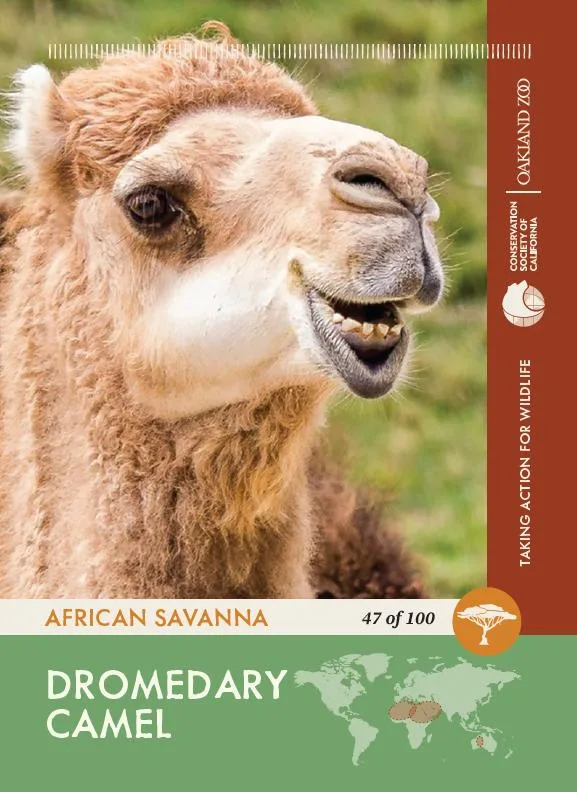 47 of 100 Dromedary Camel
