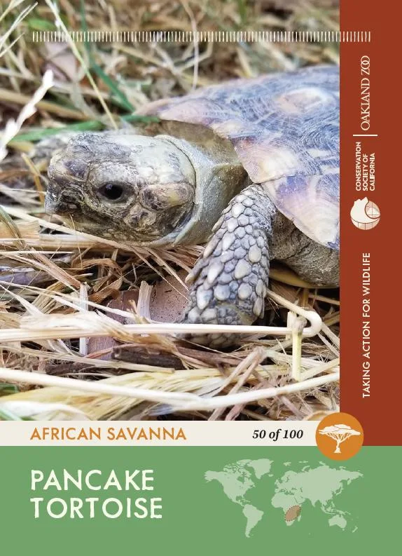 50 of 100 Pancake Tortoise