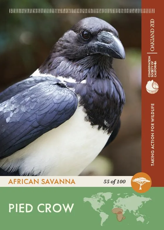 55 of 100 Pied Crow
