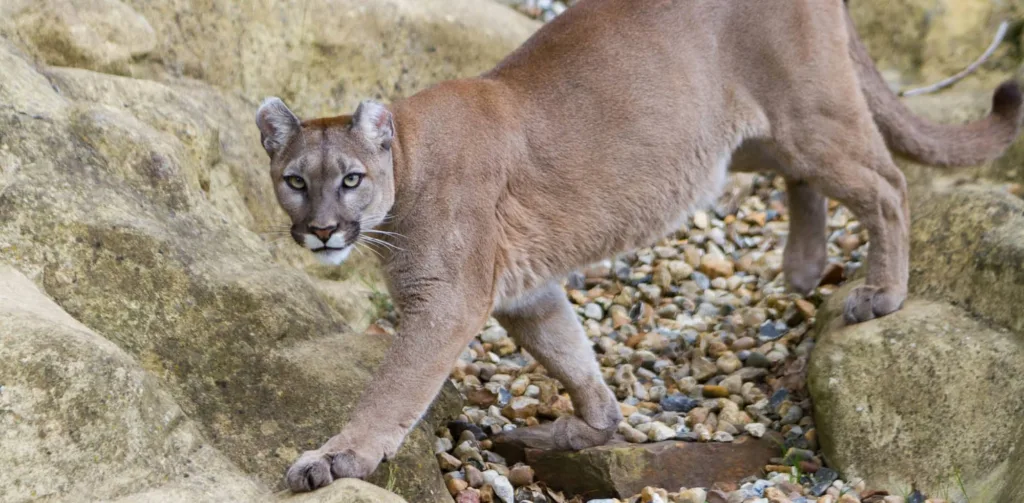 5ba69551b828fc5945524de3 mountain lion 1 p 2000