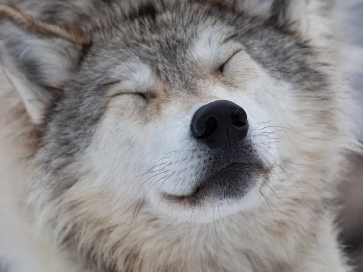 6125872bc64d94cce05446f1 gray wolf inset 4