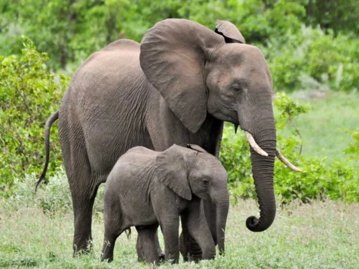 614119f081cbff59ecd5256c elephant inset 1