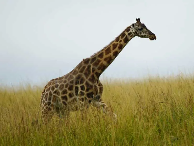 61412502be7a34cbd1913555 giraffe inset 2