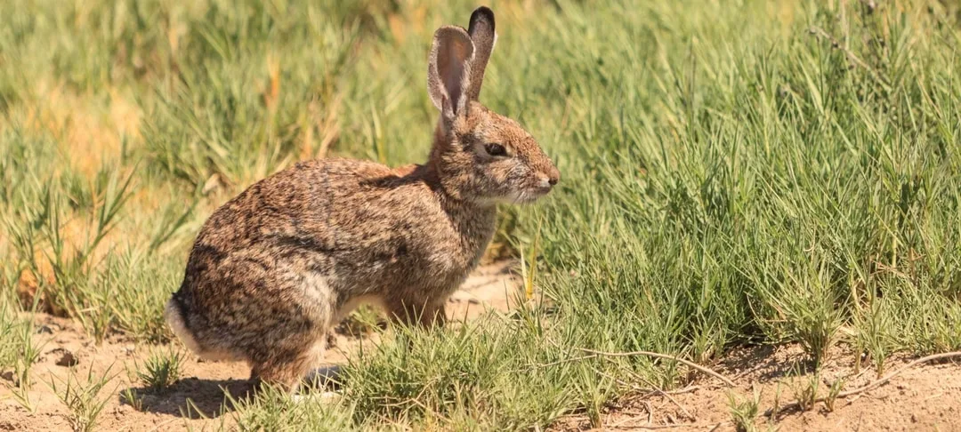 Riparian Brush Rabbits | Conservation | Oakland Zoo