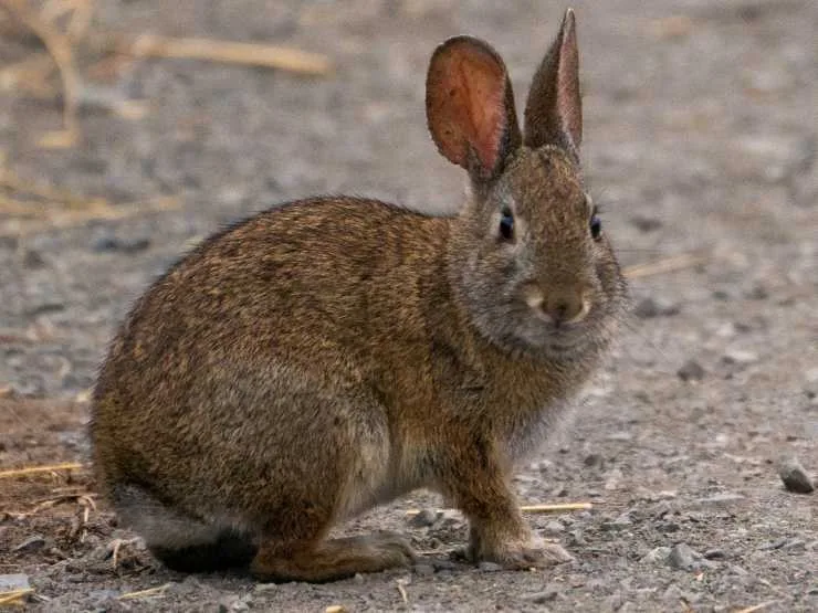 6176061f108012183897fdad riparian brush rabbit inset 1