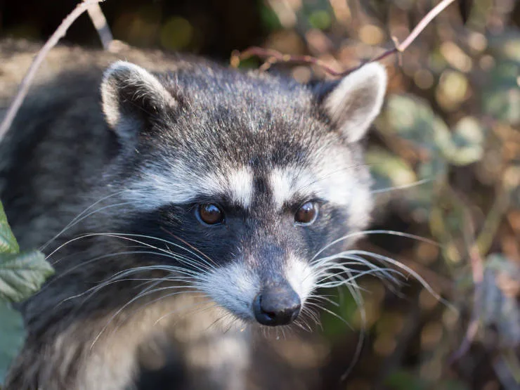 623942890f868bd70c0c55f8 urban wildlife study inset 3
