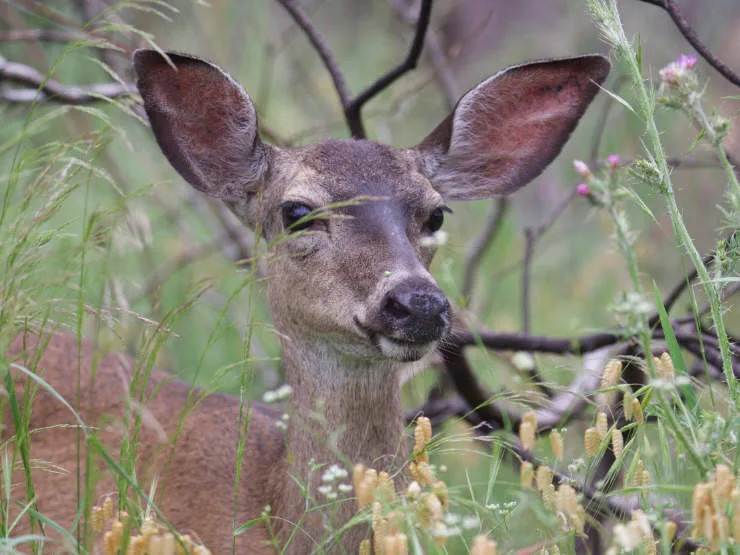 623947462dc7b7b5048d7471 urban wildlife study inset 3