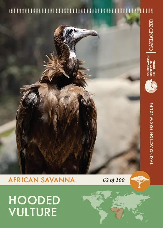 63 of 100 Hooded Vulture