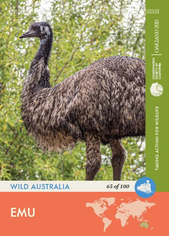 65 of 100 Emu