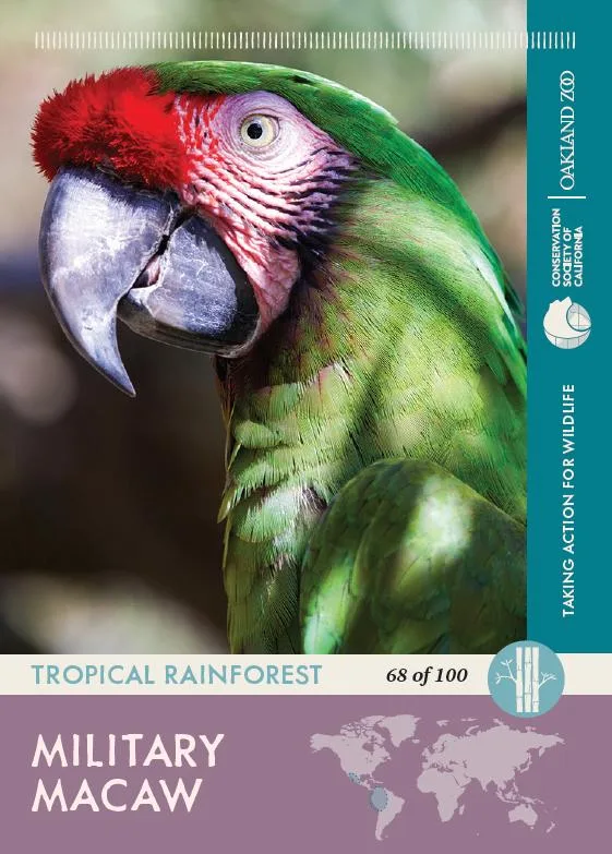 68 of 100 Military Macaw