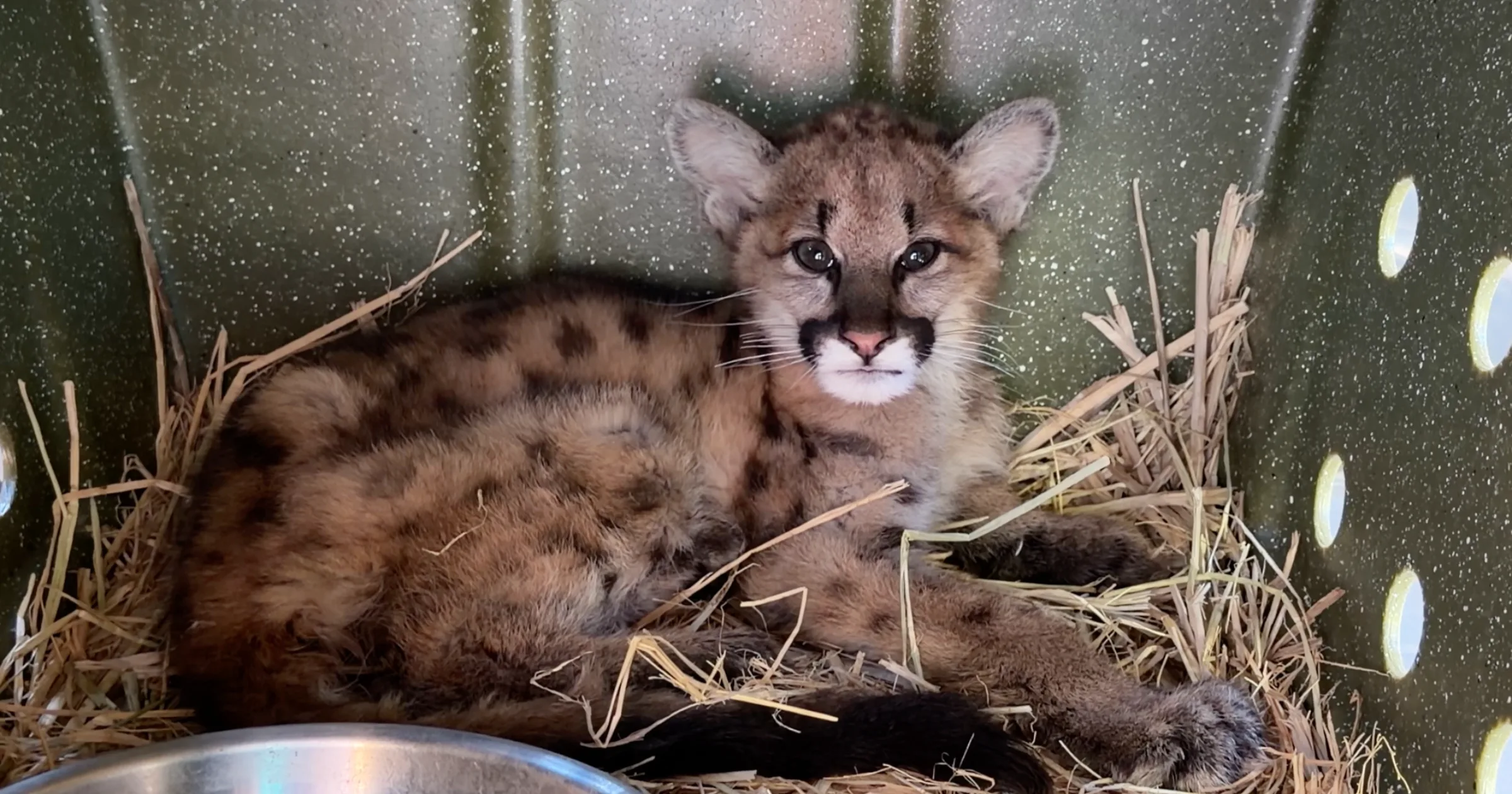 Oakland Zoo Helps Rescue 32nd Mountain Lion Cub in Critical Condition From El Dorado County