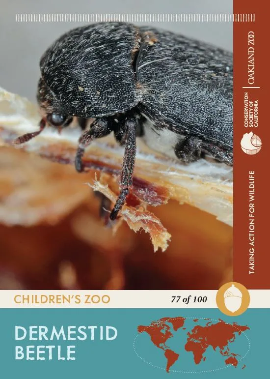 77 of 100 Dermestid Beetle