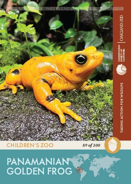 89 of 100 Panamanian Golden Frog