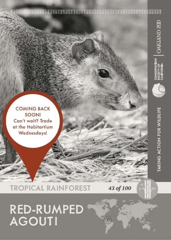 Agouti Unavailable