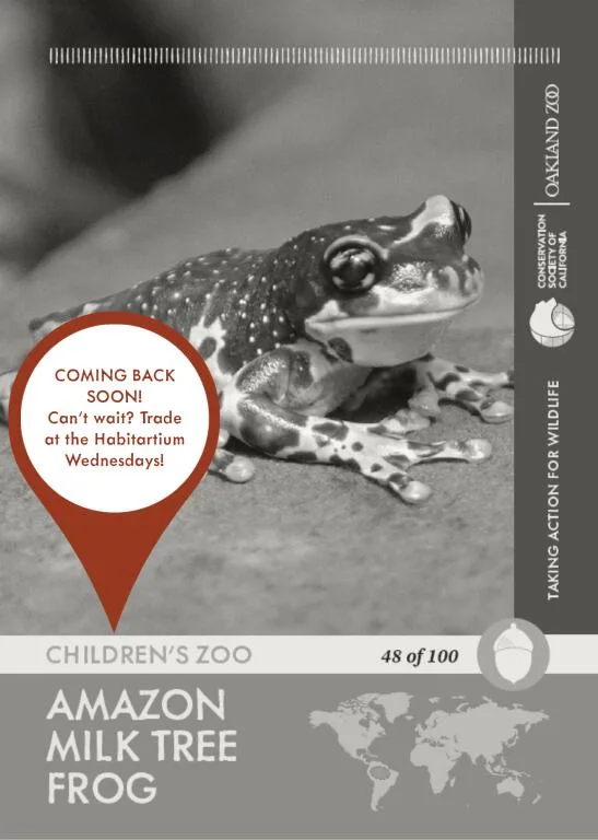 Amazon Milky Frog Unavailable