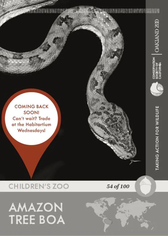 Amazon Tree Boa Unavailable