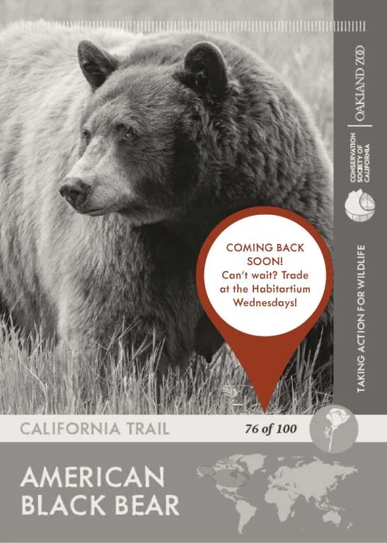 American Black Bear Unavailable