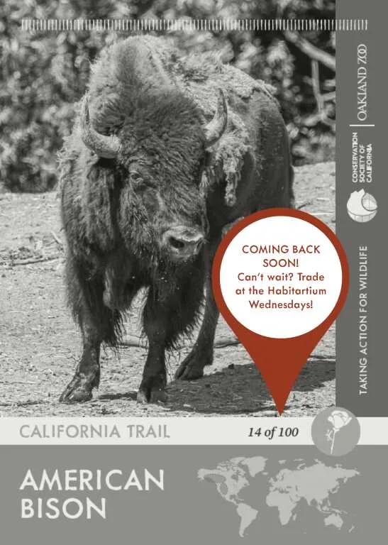 Bison Unavailable
