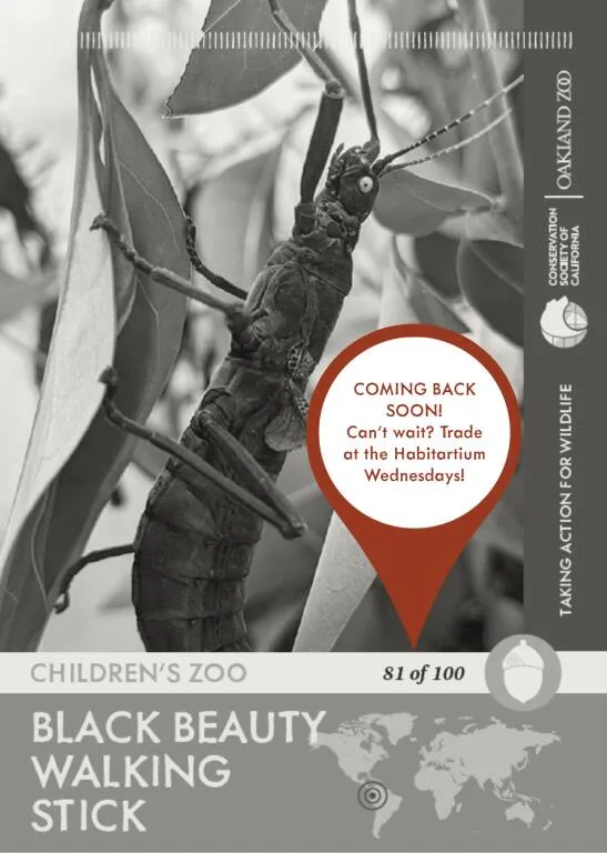 Black Beauty Walking Stick Unavailable
