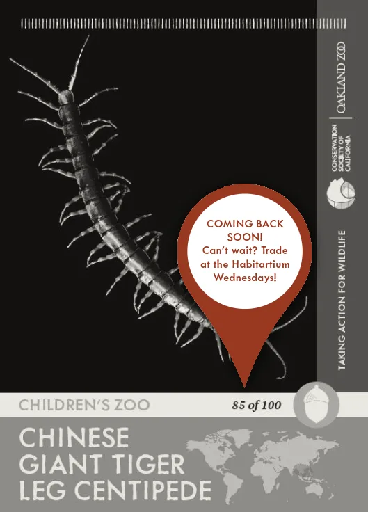Chinese Tiger Centipede Unavailable