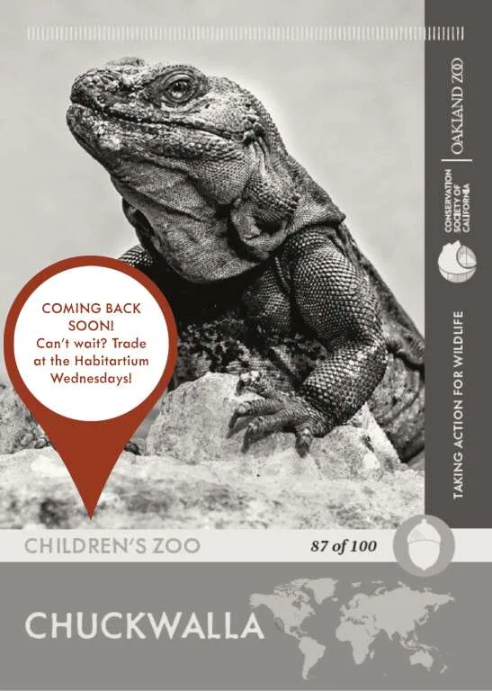 Chuckwalla Unavailable