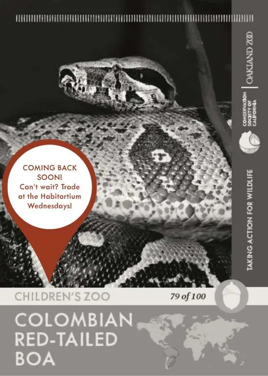 Colombian Red Tail Boa Unavailable