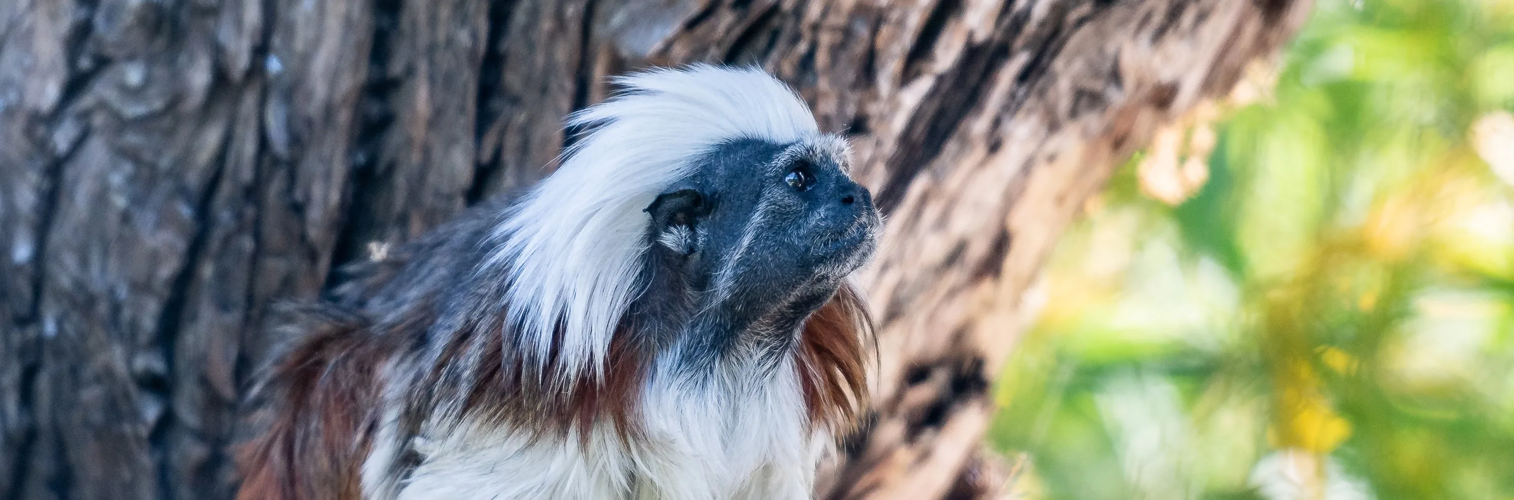 Cotton Top Tamarin Steven Gotz 5 copy