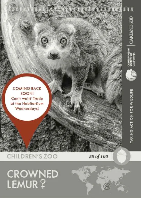 Crowned Lemur Female Unavailable