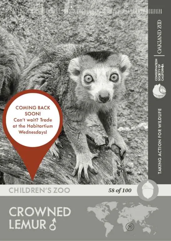 Crowned Lemur Male Unavailable