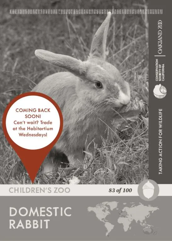 Domestic Rabbit Unavailable
