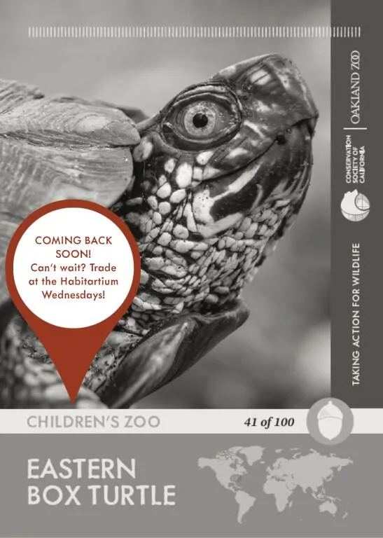Eastern Box Turtle Unavailable