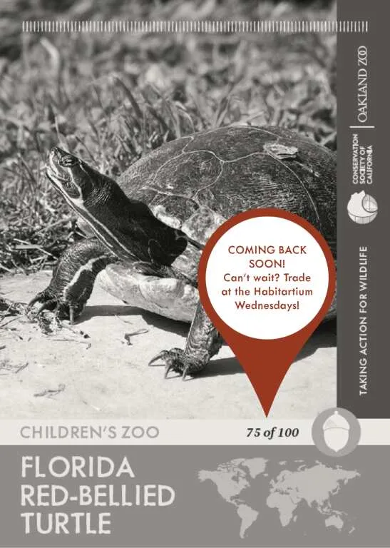 Florida Red Bellied Turtle Unavailable